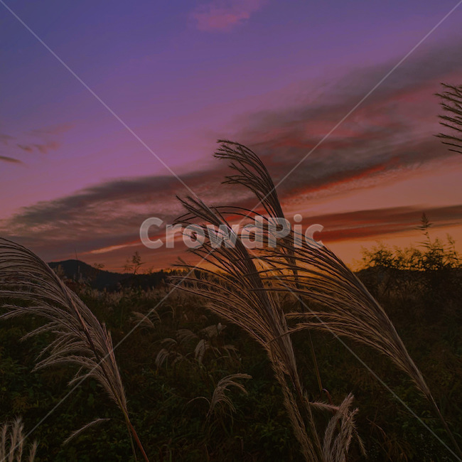 식물,갈대,lawn,plant,잔디,grass,reed,감성,감성사진,하늘