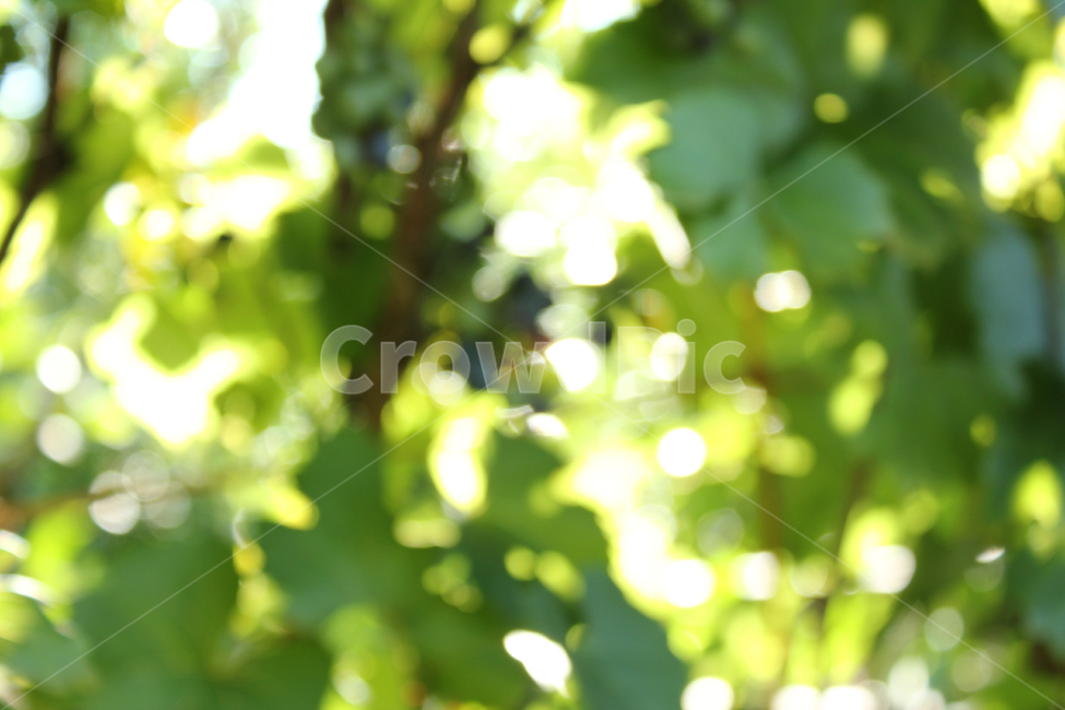 나무,숲,블러,아웃포커스,배경,빛,light,lighting,tree,blur,outfocus,focus,outoffocus,forest,park,garden,정원,공원,background,outdoor,야외,실외,그린,녹색,초록색,휴식,힐링,rest,relaxation,healing