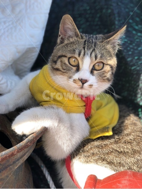cat,요염,유연,노란색,눈싸움,잠옷,softness,coquetey,yellow,cute,귀여운,볼살,통통,반려묘