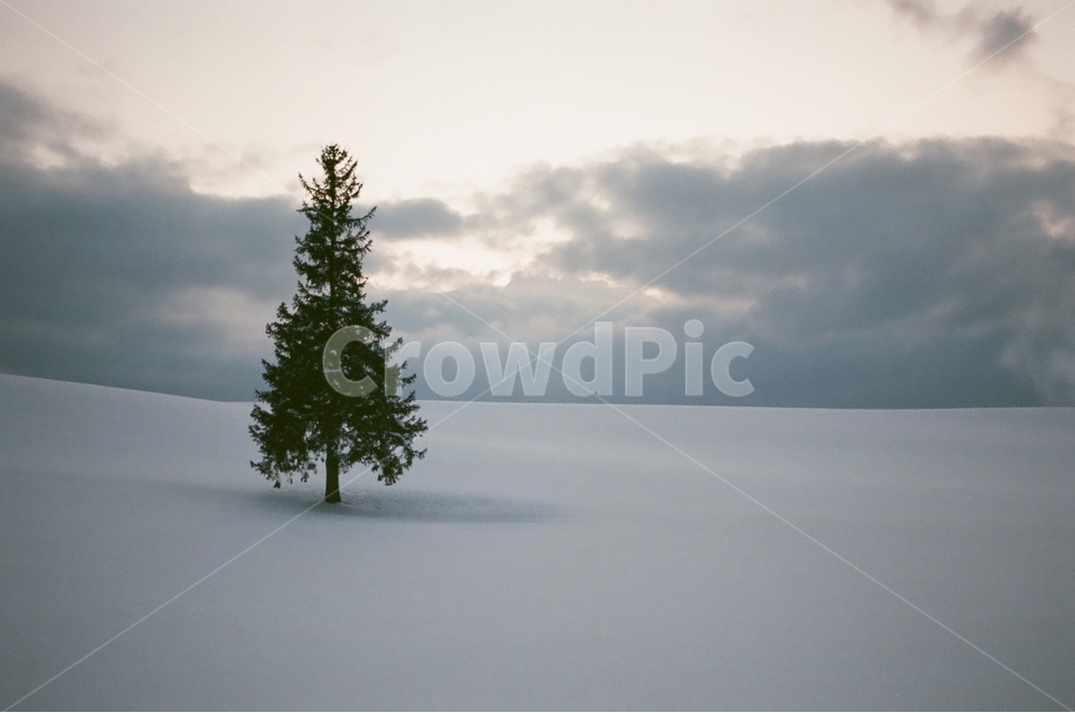 홋카이도,비에이,필름사진,크리스마스나무,왕따나무,겨울,계절,winter,season,자연,풍경,nature,landscape,해외,외국,세계,foreign,oversea,world,세계자연풍경,해외자연풍경,외국자연풍경,world nature landscape,식물,plants,나무,trees,wood,감성,sensible,feeling,tree,plant,fir,전나무,abies,아비