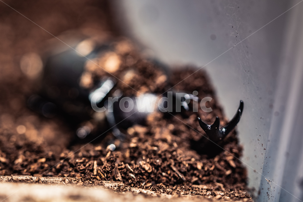 곤충,벌레,자연,생명,장수풍뎅이,bug,insect,접사,딱정벌레,휴식,곤충,벌레,insect,bug