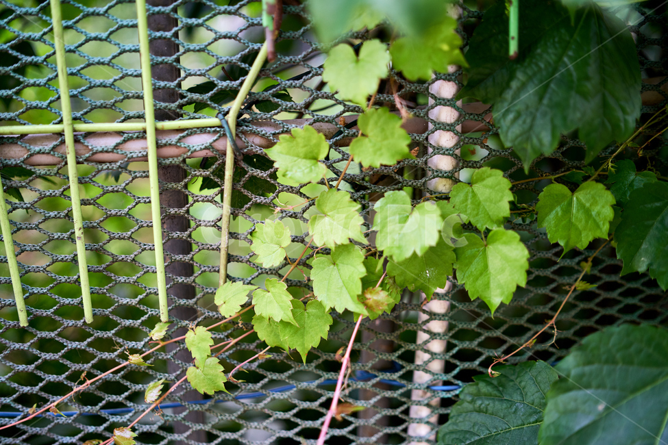 넝쿨,초록,연두,접사,green,자연,풍경,nature,landscape,식물,plants
