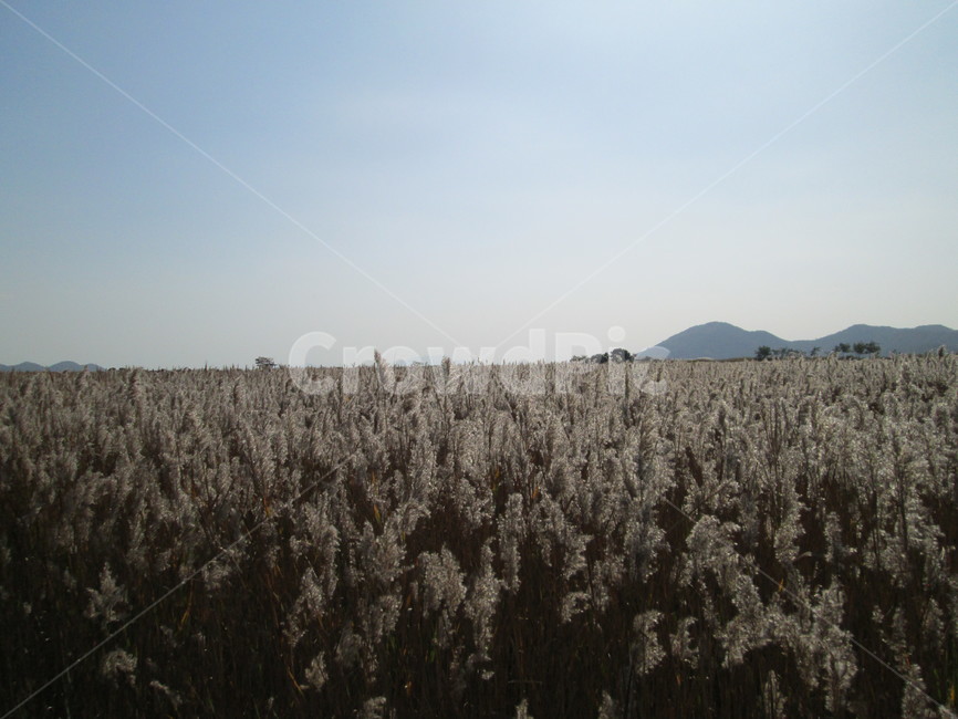 순천만,갈대,갈대숲,늪지대,쑥대,쑥대밭,가을풍경,가을,자연,풍경,힐링
