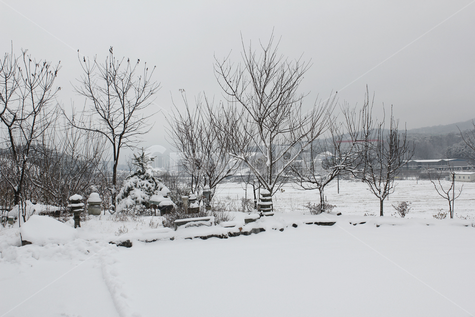 하늘,흐린,눈,눈쌓인,겨울,추운,날씨,나무,앙상한,나뭇가지,시골,농촌,한국,대한민국,자연,마당,조경,정원,실외,야외,먼산,산,화단,스노우,풍경,겨울,계절,winter,season,자연,풍경,nature,landscape,storm,폭풍,outdoors,옥외,snow,blizzard,눈보라