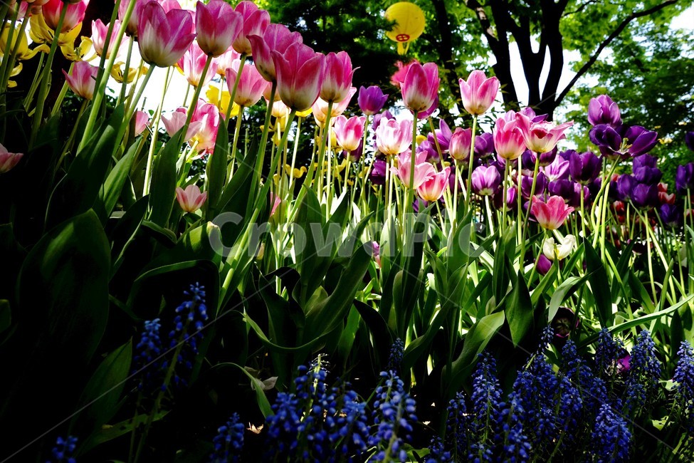 봄,봄꽃,화사함,자연,행복,힐링,bloom,colorful,floral,flower,gardenflowers,happymind,life,nature,plant,spring,식물,자연,plants,nature,꽃,flower