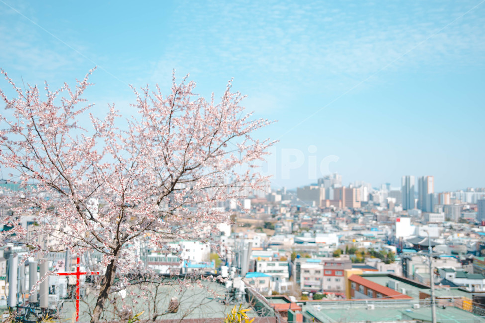봄,벚꽃,봄꽃,꽃잎,flower,blossom,cheeryblossom,봄,계절,spring,season,도시,풍경,city,landscape,한국도시풍경,한국도시경관,korea cityscape,plant,식물