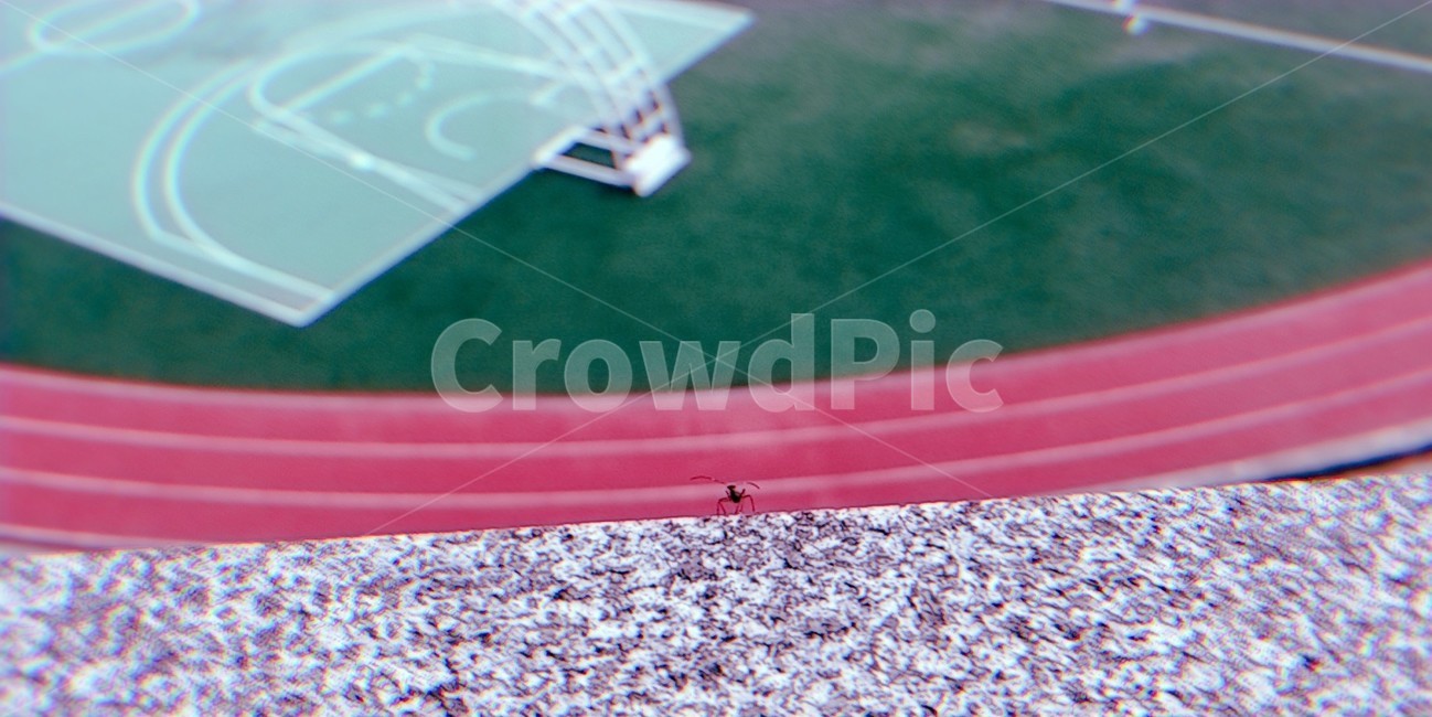 개미,곤충,벌레,ant,자연,경기장,동물,트렉,nature,감성