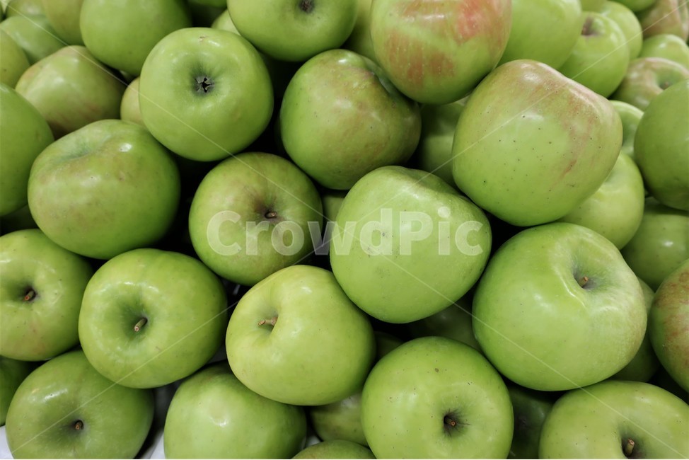 아오리,사과,과일,열매,청사과,품종,쓰가루,교배,녹색,풋사과,과일,열매,fruit