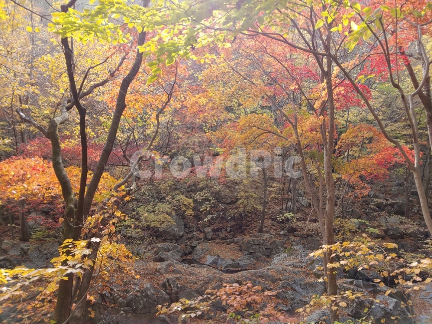 tree,단풍,나무,잎,가을,색,maple,계곡,가을,계절,fall,autumn,season,자연,풍경,nature,landscape,plant,식물,leaf