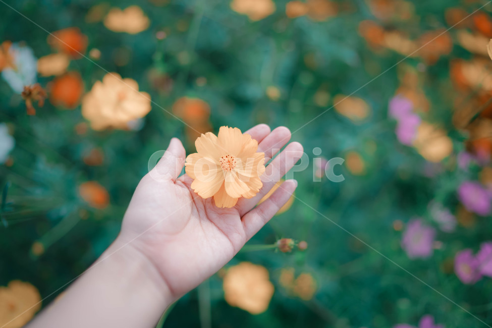 손,코스모스,꽃,가을,autumn,commoncosmos,コスモス,gardencosmos,flower,가을배경,가을이미지,꽃배경,식물,노란색,가을,계절,fall,autumn,season,식물,자연,plants,nature,꽃,flower,사람,인물,인간,human,person,신체일부,몸,body,감성,sensible,feeling,finger,손가락,plant