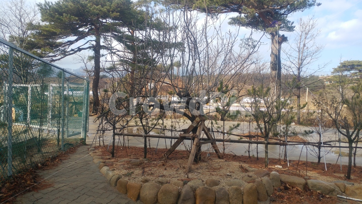 배,배나무,tree,나무,자연