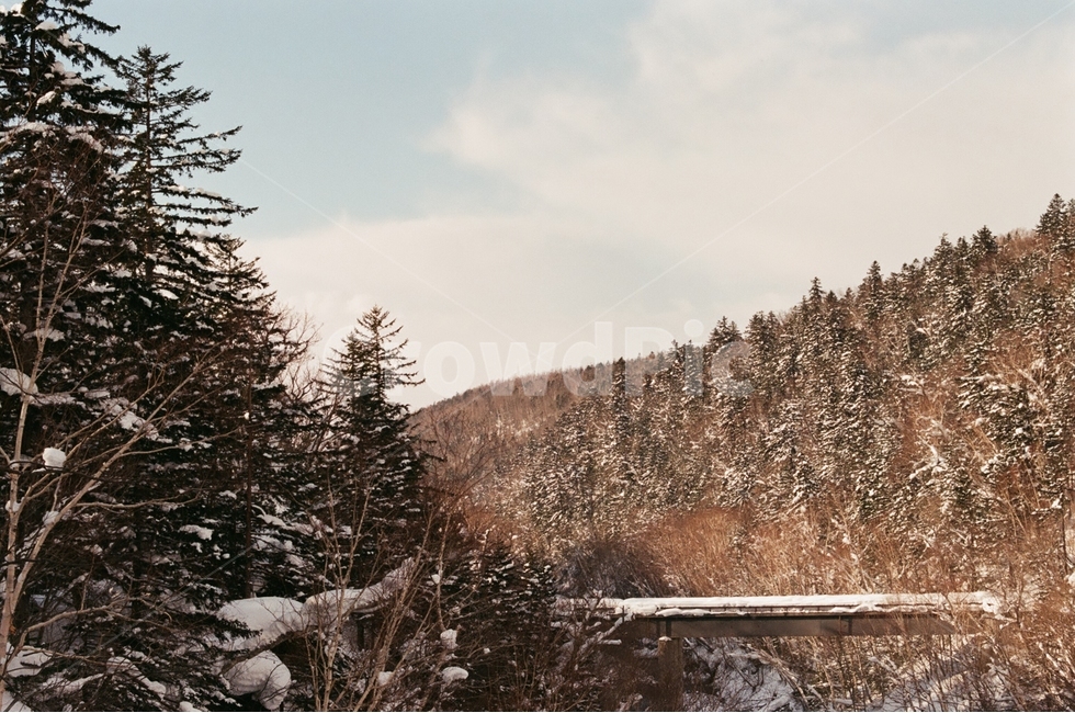 일본,홋카이도,비에이,필름사진,설경,감성사진,겨울,계절,winter,season,자연,풍경,nature,landscape,해외,외국,세계,foreign,oversea,world,세계자연풍경,해외자연풍경,외국자연풍경,world nature landscape,tree,나무,plant,식물,abies,아비,fir,전나무,conifer,구과 식물