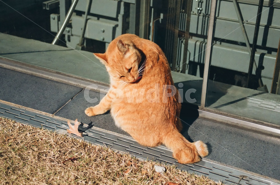 고양이,포유류,동물,animal,cat,kitten,그루밍,감성사진,감정,emotion,동물,animal,포유류,mammal,고양이,cat,kitten,kitty,감성,sensible,feeling