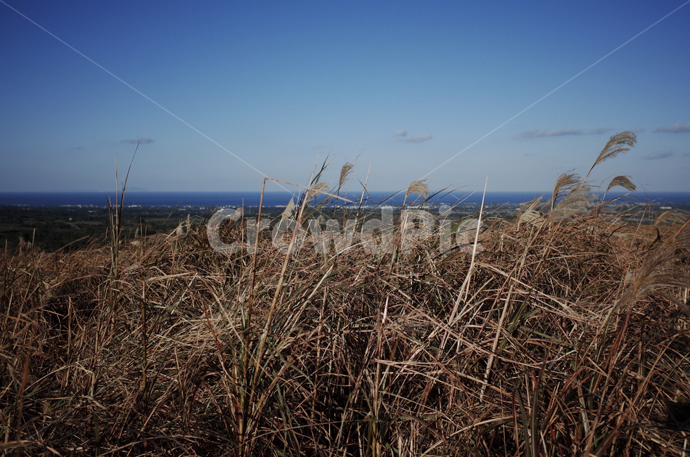 plant,식물,grass,잔디,억새,억새풀,들판,nature,자연,옥외,outdoors,reed,갈대