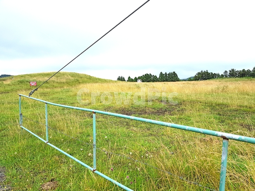 nature,green,초록색,수풀,forest,숲,자연,풍경,nature,landscape