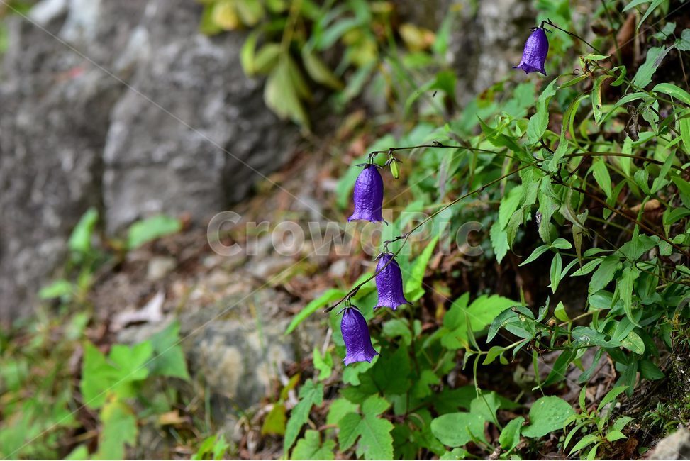 금강초롱꽃,야생화,식물,자연,꽃,생태,힐링,플라워,wildflower,flower,plants,nature,season,감성,느낌,emotion,feeling,여름,여러해살이풀,초롱꽃과,금강초록꽃속,자주색,식물,자연,plants,nature,꽃,flower