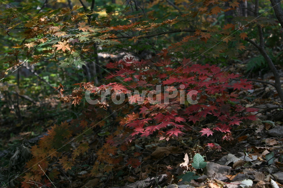 가을,가을낙엽,낙엽,나뭇잎,단풍,가을,계절,fall,autumn,season,plant,식물,leaf,잎,tree,나무,maple