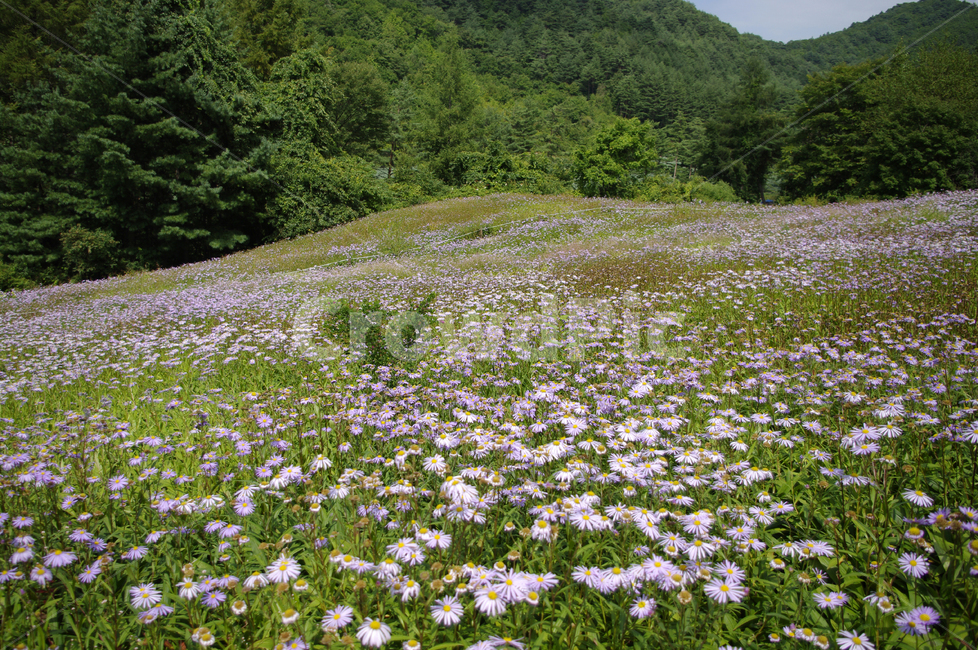꽃,식물,flower,plant,벌개미취,자연,풍경,nature,landscape,grassland,목초지,field,들,outdoors,옥외