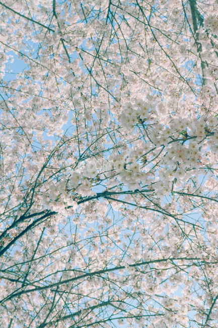 벚꽃,cherryblossom,꽃,blossom,flower,plant,식물,봄,봄,계절,spring,season,cherry blossom