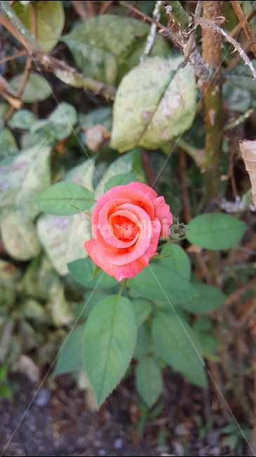 장미,꽃,식물,한송이,아름다움,식물,자연,plants,nature,꽃,flower