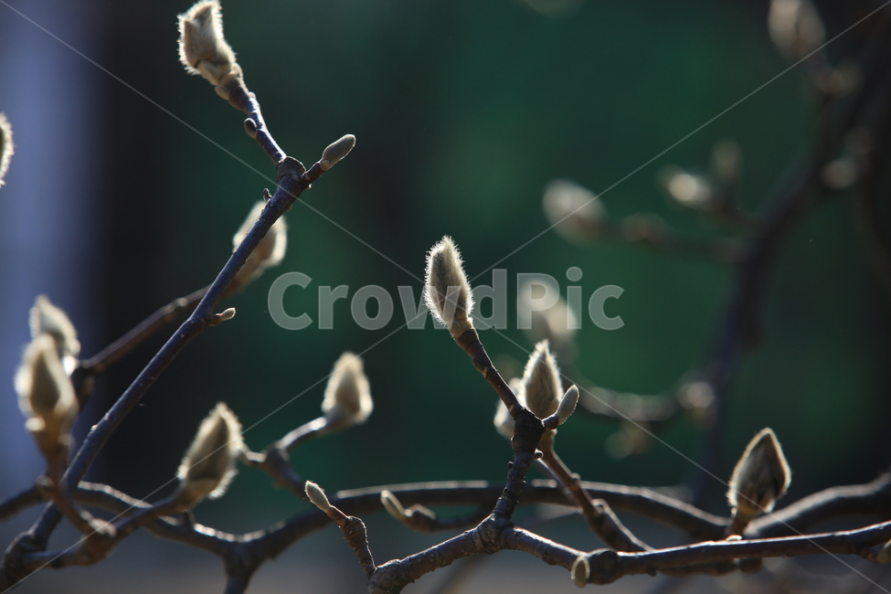 목련,꽃봉우리,봄,나무,식물,봄,계절,spring,season,식물,자연,plants,nature,꽃,flower,sprout,새싹,blossom,bud,싹,plant