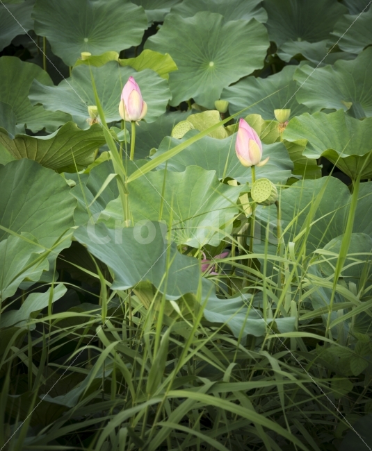 여행,연꽃,유등연지,자연,청도,홍련,힐링,flower,식물,자연,plants,nature,꽃,flower