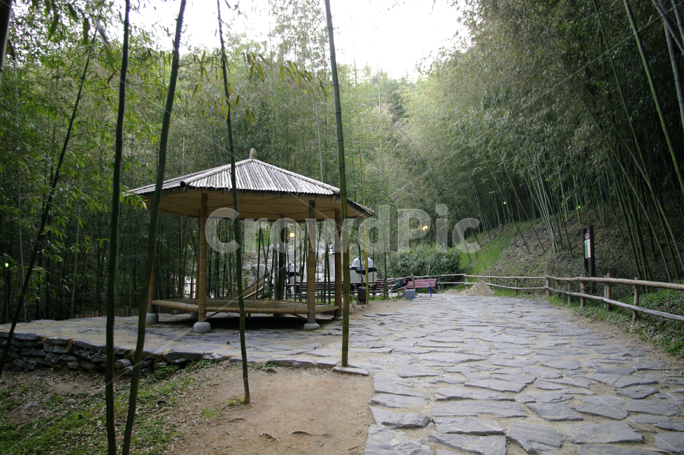 죽녹원,대나무,숲,식물,나무,정자,자연,풍경,nature,landscape,한국전통,한국문화,korean traditional,korean culture,건축물,건물외관,exterior,building,structure,architecture,construction,flagstone,판석