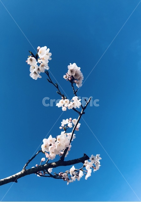 plant,식물,꽃,벗꽃,하늘