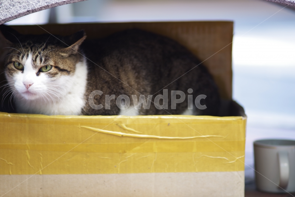 	고양이,길고양이,길냥이,애완동물,반려동물,생명,자연,야생,야생동물,야생고양이,미묘,미냥,cat,kitty,kitten,cute,lovely,adorable,pet,animal,street,streetcat,stray,straycat,wild,wildlife,wildcat,wildanimal,nature,natural,beauty,beautiful,동물,animal,포유류,mammal,고양이,cat,kitten,kitty