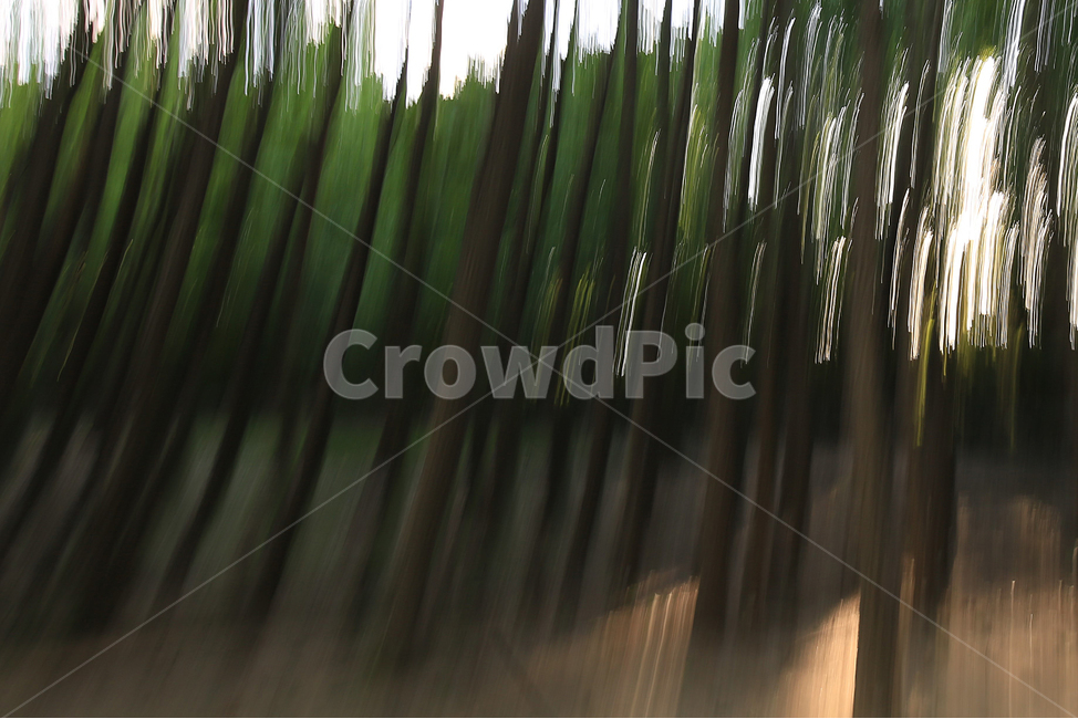 나무,서울숲공원,틸팅샷,tree,park,초록,green,자연,풍경,nature,landscape