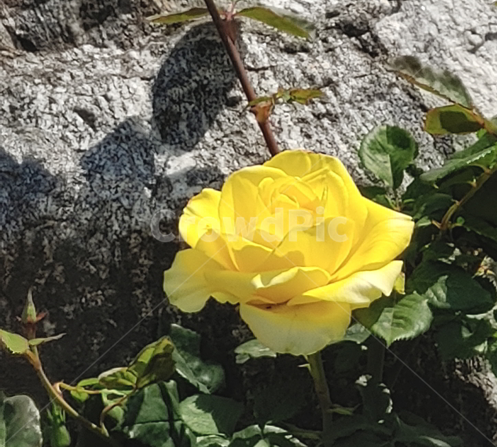 장미,봄꽃,식물,꽃,노랑장미,식물,자연,plants,nature,꽃,flower