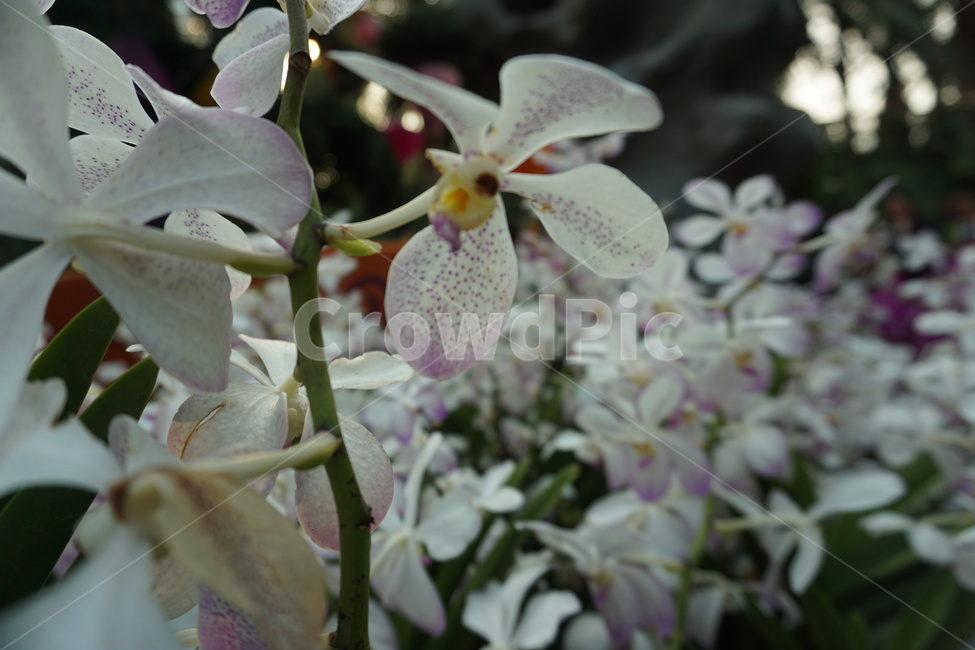 plant,식물,blossom,flower,꽃,흰꽃,식물원,식물,자연,plants,nature,꽃,flower