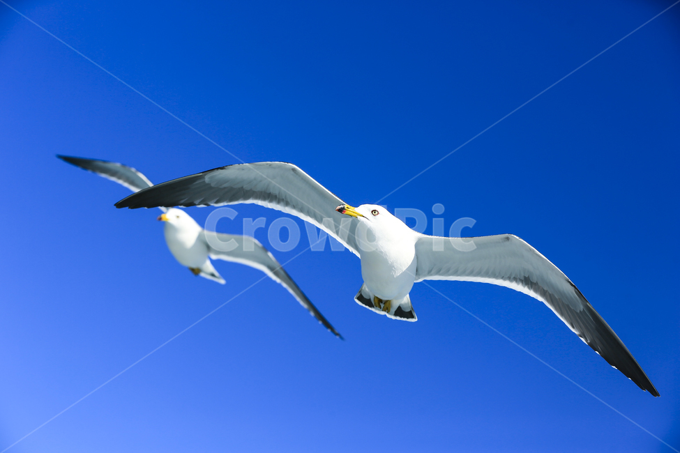 갈매기,조류,새,동물,날개,사냥,하늘,부리,bird,mewgull,commongull,부산갈매기,괭이갈매기,동물,animal,조류,새,birds