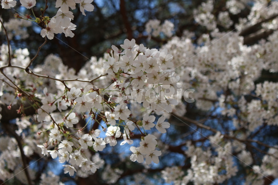 벚꽃,꽃,벚꽃나무,flower,cherryblossom,blossom,plant,식물,나무,식물,자연,plants,nature,꽃,flower