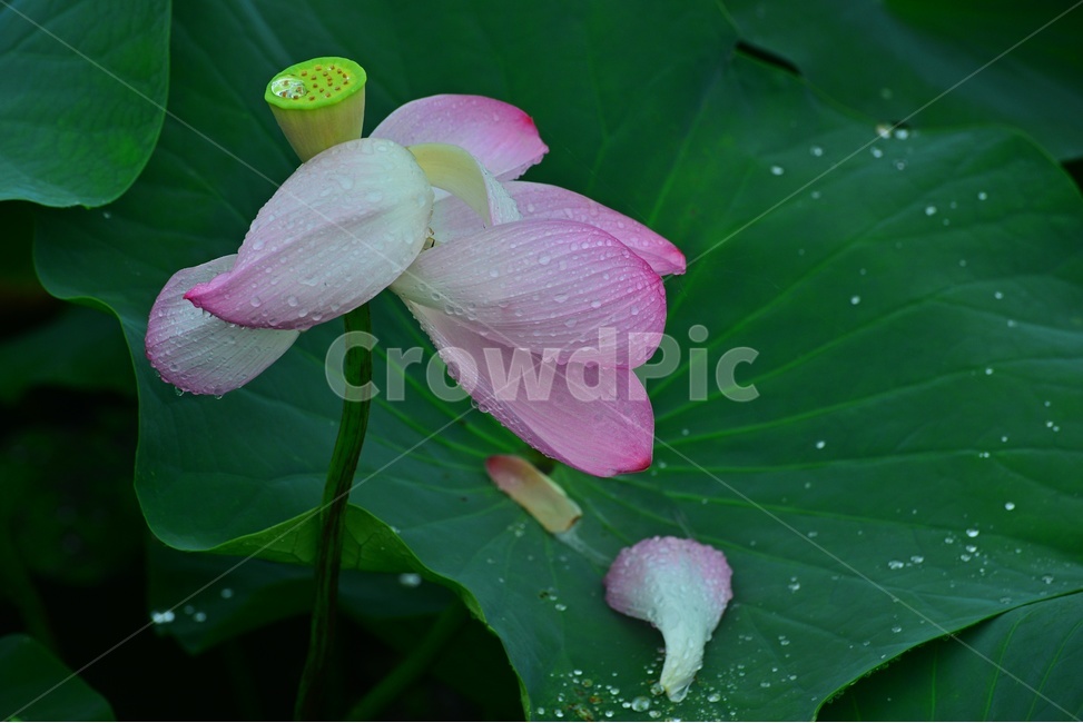 plant,식물,leaf,잎,blossom,flower,꽃,수련,홍연,연꽃,연잎