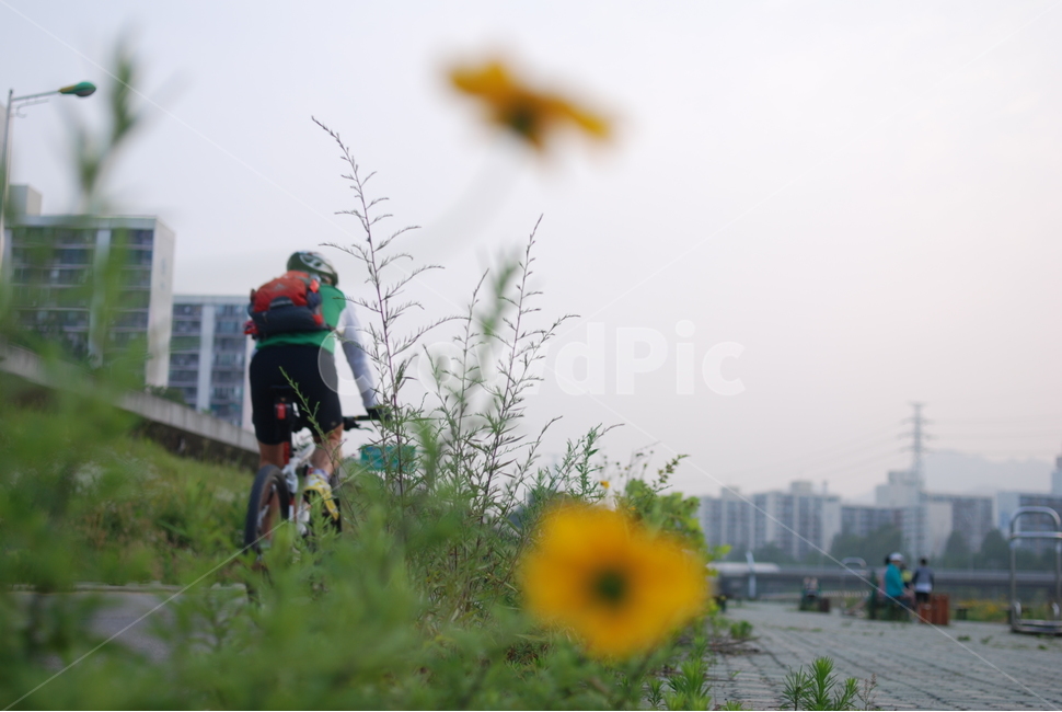 길,자전거,자전거길,금계국,감성