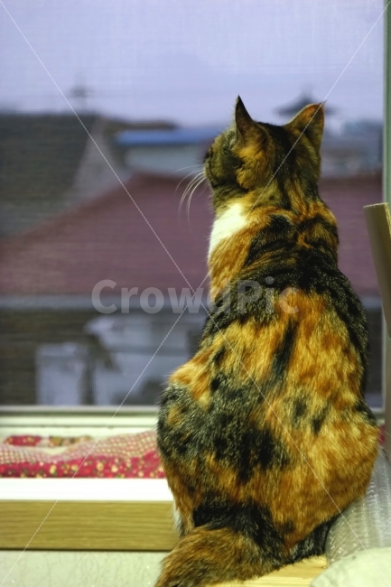 고양이,반려동물,동물,cat,기다림,동물,animal,포유류,mammal,고양이,cat,kitten,kitty,고독함,외로움,쓸쓸함,우울함,슬픔,lonely,solitary