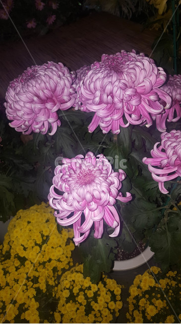 여름,꽃,근접,식물,flower