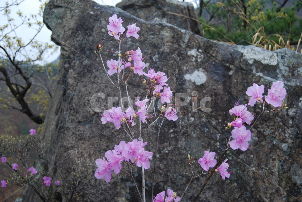 갈기산,영동군,봄,휴양림,탐방로,봄,계절,spring,season,식물,자연,plants,nature,꽃,flower,geranium,제라늄,plant,blossom