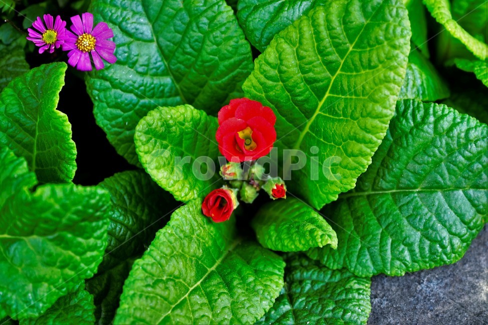 꽃,봄,잎,원예,bloom,colorful,floral,flower,nature,plant,spring,녹색잎,빨강색꽃