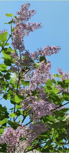 라일락,연보라,꽃,flower,하늘,봄꽃