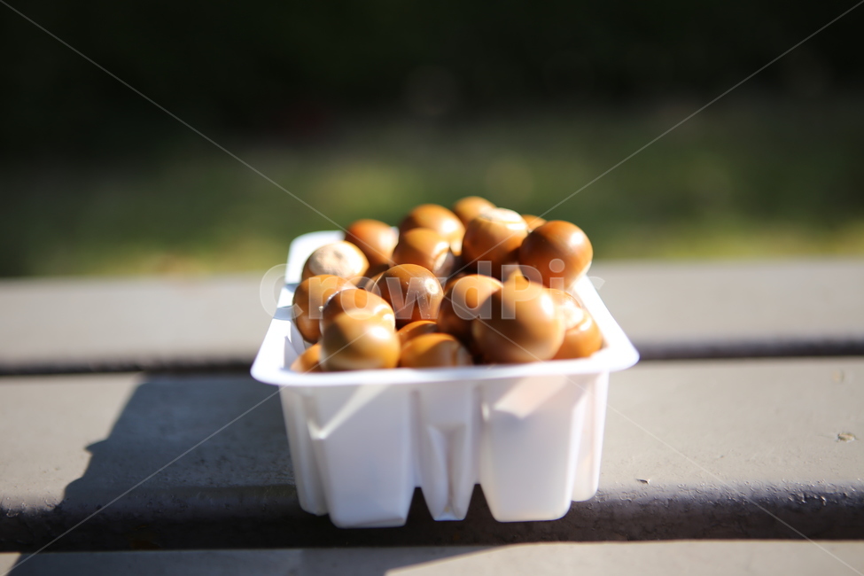 도토리,다람쥐밥,가을,박스,열매,가을,계절,fall,autumn,season,음식,식재료,요리,food,cook,meal,dishes,food reserves,과일,열매,fruit,plant,식물,apricot,살구