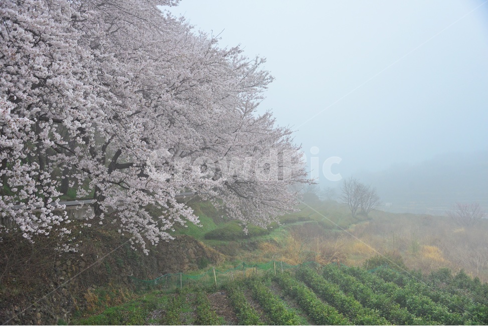 nature,자연,weather,날씨,outdoors,옥외,plant,식물,경치,경관,풍경,경남,하동,섬진강변,벚꽃길,화개십리벚꽃길,봄,계절