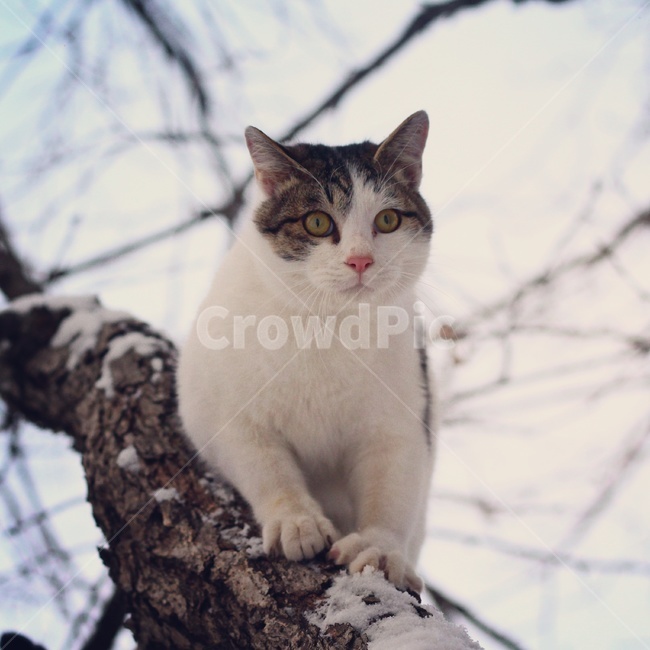 고양이,동물,야옹이,시골냥,cat,겨울,계절,winter,season,동물,animal,포유류,mammal,고양이,cat,kitten,kitty