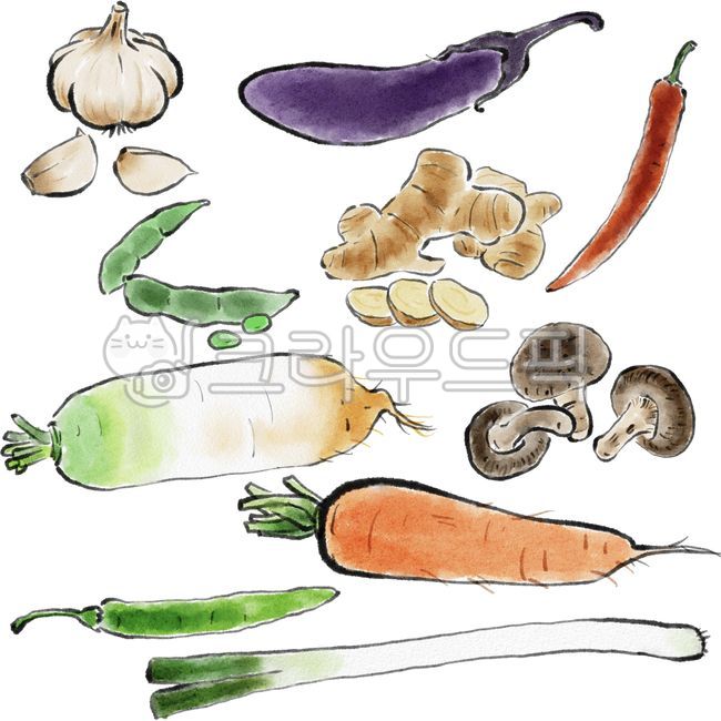 마늘,무,무우,당근,대파,고추,생강,가지,완두콩,표고버섯,청양고추,음식,농산물,식재료,음식재료,반찬재료,원료,원재료,식품,건강식품,건강식재료,자연식재료,자연산,먹거리,건강식,채소,채소그림,야채,야채그림,동양화,한국화,수묵화,vegetable,plant,food,meal,foodreserves,nature,illustration,handdrawing