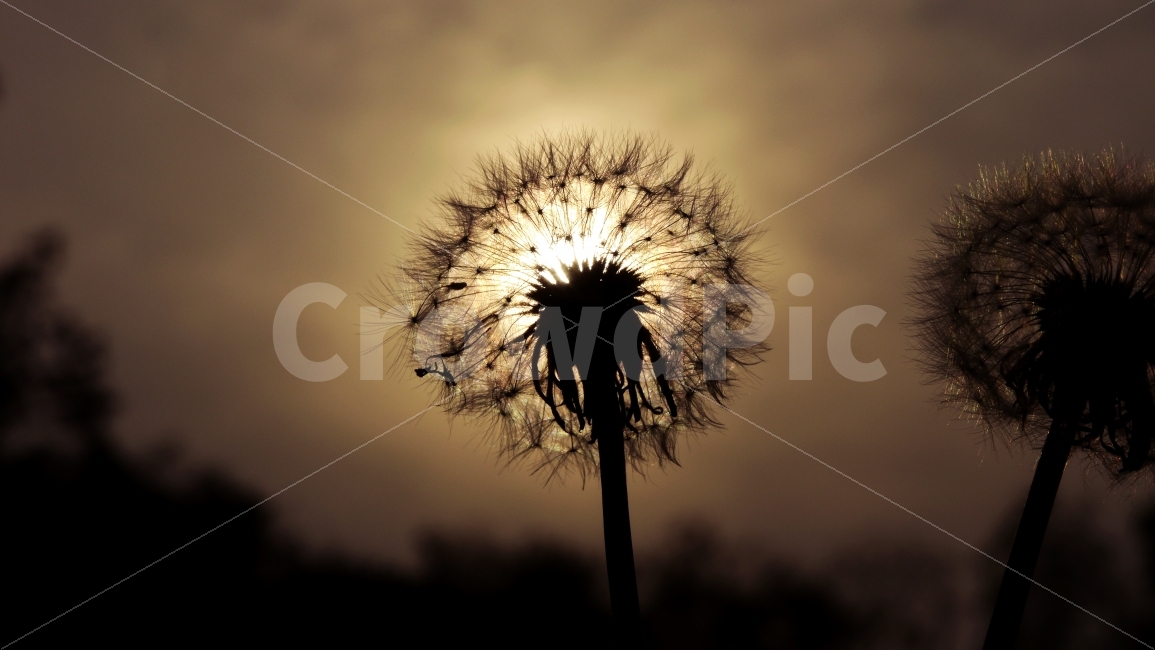 실루엣,빛,민들레,분위기,색감,감성,감성사진,꽃,식물,자연,plants,nature,감성,sensible,feeling,꽃,flower