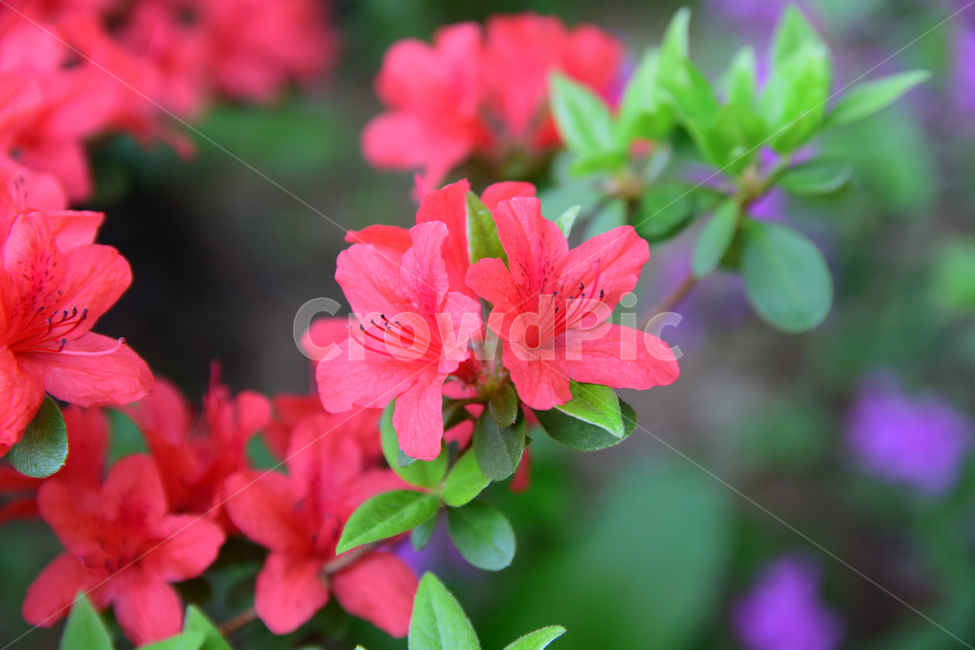 철쭉,진달래,꽃,빨간꽃,식물,자연,보라색,핑크,plant,nature,flower,네이처,플랜트,배경,화사한,식물,자연,plants,nature,꽃,flower