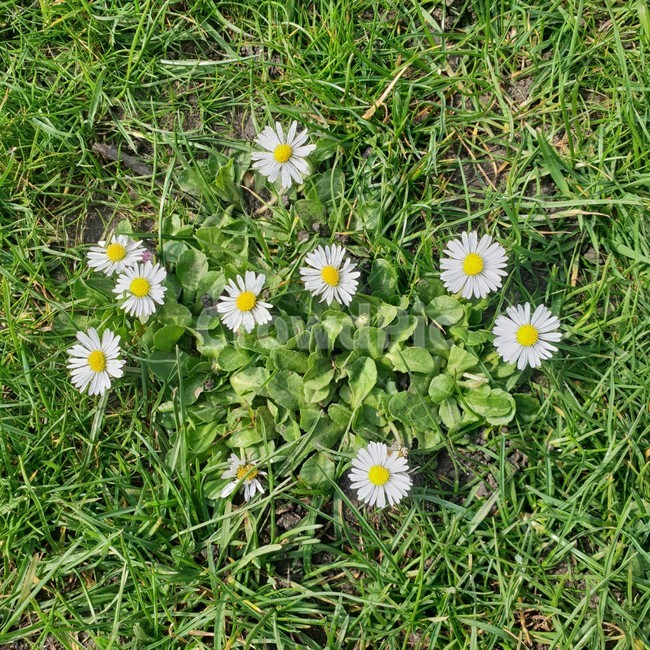 꽃,들꽃,잔디,자연,초록,계란꽃,하얀꽃,flower,wildflower,nature,green,grass,whiteflower