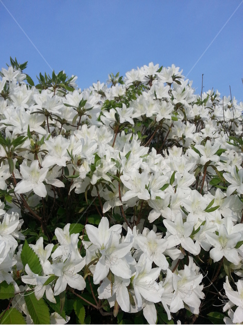 plant,식물,blossom,꽃,flower,흰철쭉,봄꽃,만개한꽃