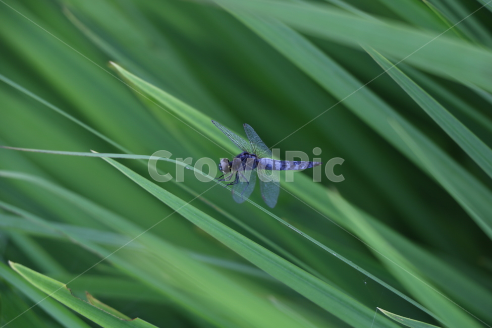 곤충,밀잠자리,잠자리,insect,자연,풀,여름,곤충,벌레,insect,bug